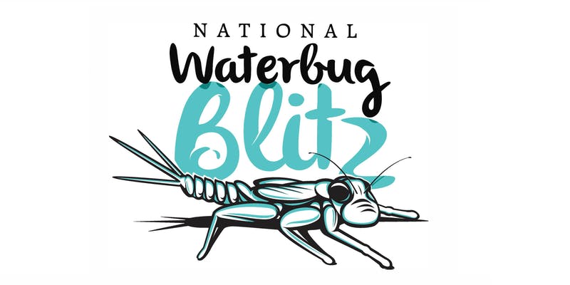 Melbourne Waterbug Blitz: Bộ sưu tập cà cuống